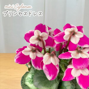 \̔ ~jVN c vZXhX 9cm|bg ԉ| ԉ|琬i ԕc K[fjO 11{ȍ~