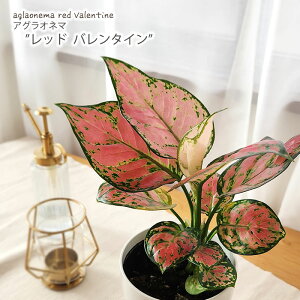 観葉植物 アグラオネマ レッドバレンタイン 4号鉢 観葉植物 小型 小さい 室内 贈り物 プレゼント インテリア おしゃれ