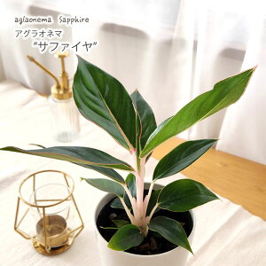 ϗtA AOIl} Tt@C 4 ϗtA ^   蕨 v[g CeA 