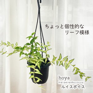 ϗtA z x CX{CX 3 ݂蔫 ݂艺 nMO  ϗtA  蕨 v[g CeA  grb