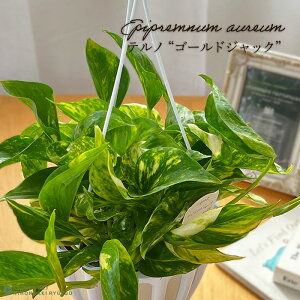 ϗtA |gX em No.029 S[hWbN 5 ݂蔫 ݂艺 nMO  ϗtA  蕨 v[g CeA 