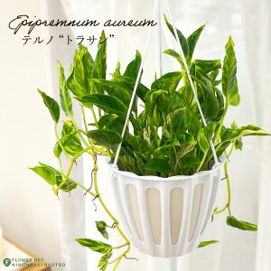 ϗtA |gX em No.030 gT 5 ݂蔫 ݂艺 nMO  ϗtA  蕨 v[g CeA 