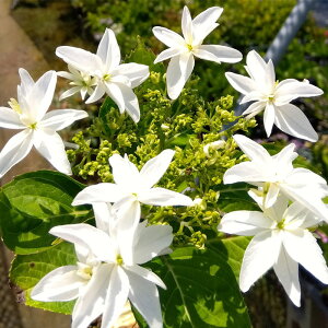 �\��̔� �A�W�T�C �����̑� 9cm�|�b�g �n�C�h�����W�A �c �ԕc �c�� �������� ���z�� fea 3�����{�ȍ~����