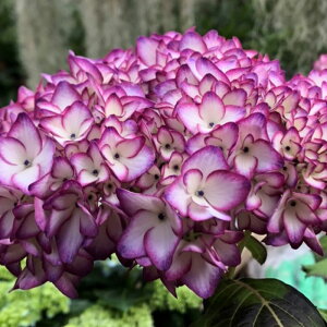 AWTC  9cm|bg nChWA c ԕc c  z fea