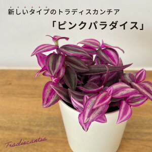 ϗtA gfBXJ`A sNp_CX 2.5 ϗtA ^   蕨 v[g CeA 