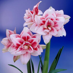 \̔ Mtg |bgA}X GoX d炫 14cm|bg 1  NX}X Ε ~Mtg  v[g A 12{ȍ~