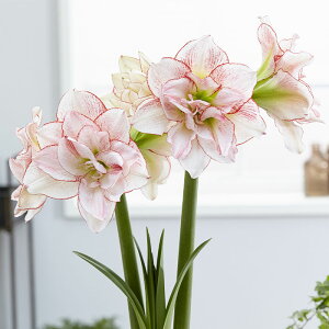 \̔ Mtg |bgA}X XgCvA}fEX d炫 14cm|bg 1  NX}X Ε ~Mtg  v[g A 12{ȍ~