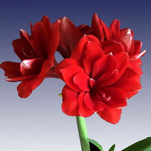 \̔ Mtg |bgA}X _uhS d炫 14cm|bg 1  NX}X Ε ~Mtg  v[g A 12{ȍ~