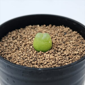 A caRmtBc Rc K A Z 7.5cm|bg