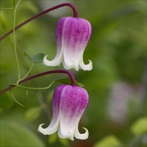 \̔ N}`X c ACWOOCX BIin {̃N}`X 3|bg sugi 3{ȍ~