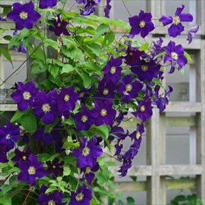 \̔ N}`X c rI iBIj x炫֌n {̃N}`X 3|bg sugi 3{ȍ~