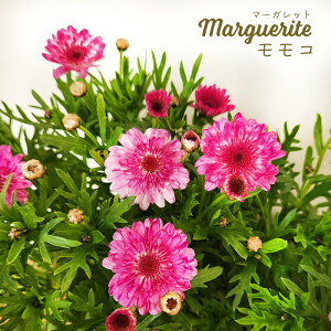 \̔ }[Kbg c R 10.5cm|bg ԕc K[fjO c mtu 3{ȍ~