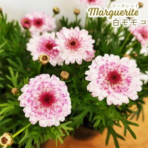 \̔ }[Kbg c R 10.5cm|bg ԕc K[fjO c mtu 3{ȍ~