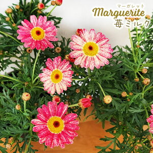 \̔ }[Kbg c 䕃~N 10.5cm|bg ԕc K[fjO c ndm 3{ȍ~