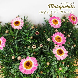 \̔ }[Kbg c ͂Ȃ܂zCg 10.5cm|bg ԕc K[fjO c ndm 3{ȍ~