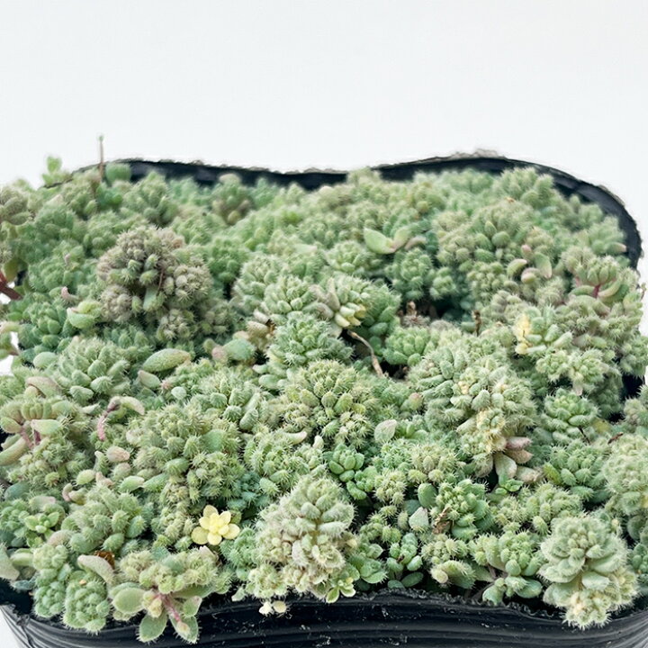 楽天市場】多肉植物 seセダム ばらまきクリーム玉蛋白 多肉植物 セダム 