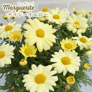 \̔ }[Kbg c fCW[CG[ 10.5cm|bg ԕc K[fjO c mtm 3{ȍ~