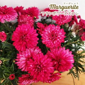 \̔ }[Kbg c t{[YXt 10.5cm|bg ԕc K[fjO c mtm 3{ȍ~