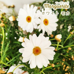 \̔ }[Kbg c zCgJ 10.5cm|bg io^o\ ԕc K[fjO c mtm 3{ȍ~