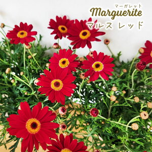 \̔ }[Kbg c }Xbh 10.5cm|bg ԕc K[fjO c mtm 3{ȍ~