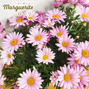 \̔ }[Kbg c [[ 10.5cm|bg io^o蒆 ԕc K[fjO c mtm 3{ȍ~