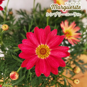 \̔ }[Kbg c Vv[R[ 10.5cm|bg ԕc K[fjO c tuj 3{ȍ~