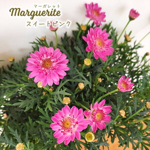 \̔ }[Kbg c XEB[gsN 10.5cm|bg io^o蒆 ԕc K[fjO c tuj 3{ȍ~