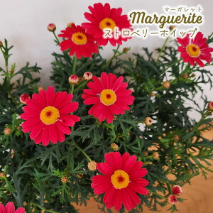 \̔ }[Kbg c Xgx[zCbv 10.5cm|bg io^o蒆 ԕc K[fjO c tuj 3{ȍ~