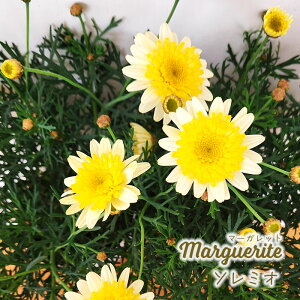 \̔ }[Kbg c \~I 10.5cm|bg ԕc K[fjO c tuj 3{ȍ~