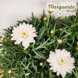 \̔ }[Kbg c o ~j_uzCg 10.5cm|bg ԕc K[fjO c tuj 3{ȍ~