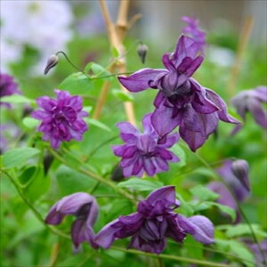 予約販売 クレマチス 苗 フローレプレノ (メアリーローズ) ヴィオルナ系 杉本さんのクレマチス 3号ポット sugi 11月上旬以降発送