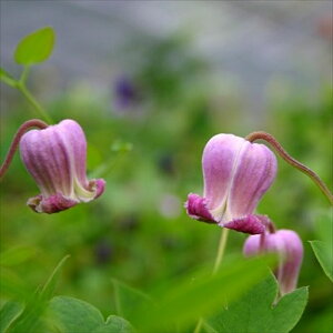 \̔ N}`X c |ph[sN BIin {̃N}`X 3|bg sugi 3{ȍ~