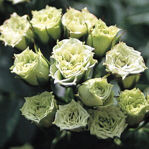 \̔ oc oc O[_Ch Ԃ炫 KN ΂  O[  ommo 2{ȍ~