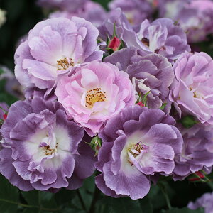 \̔ oc oc [i[Y[[X u[tH[[ lG炫 KN ΂   p[v ommo 2{ȍ~