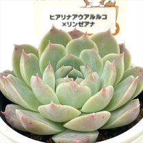 楽天市場】多肉植物リンゼアナの通販 