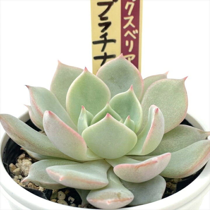 楽天市場】多肉植物 oriミックスベリア No.063 プラチナローズ 多肉  