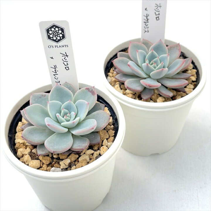 楽天市場】多肉植物 O