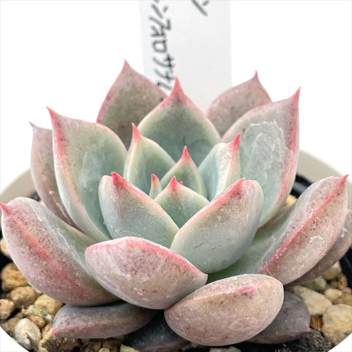 楽天市場】多肉植物 O