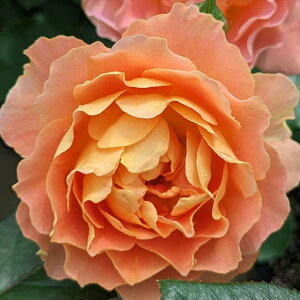 \̔ o c o Vc RfX AvRbgVtH io^o蒆 KN ΂  o Vc IW kss 4{ȍ~