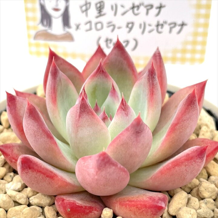 楽天市場】多肉植物 annaエケベリア 中里リンゼアナ×コロラータリンゼ 