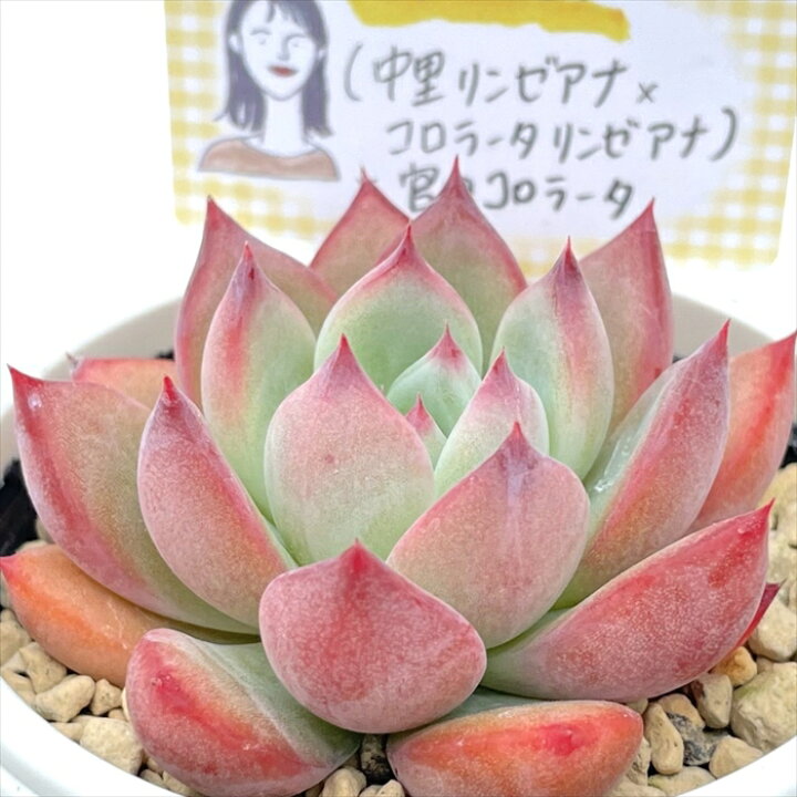 楽天市場】多肉植物 annaエケベリア （中里リンゼアナ×コロラータ 