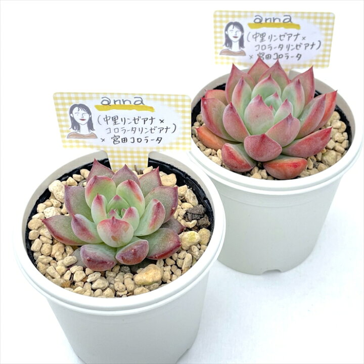 コロラータx中里リンゼアナ （多肉植物 コロラータ アテマハックx中里 