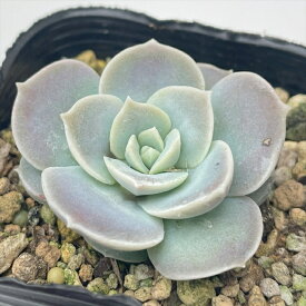 多肉植物 seセダム シンフォロサヌム 多肉植物 シンフォロサナム セダム 7.5cmポット