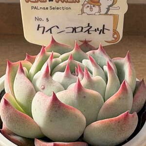 A PAL nae ZNV No.005 NCRlbg A pNc  GPxA 6cm|bg yll1_z