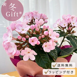 \̔ jICUN COCO RRp[ 5  bsOt NA AbTjICUN ~Mtg  Mtg v[g A  12{ȍ~