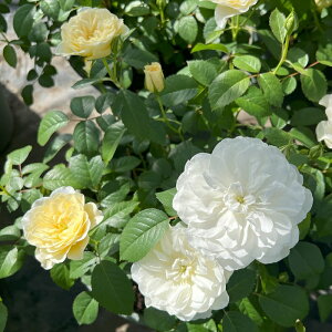 \̔ o c o Vc ͖{o Gg[u io^o蒆 lG炫 KN ΂  N[  has 4{ȍ~