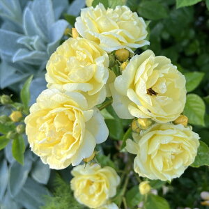 \̔ o c o Vc ͖{o v`W io^o蒆 lG炫 KN ΂   has 4{ȍ~