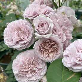 予約販売 バラ 苗 バラ 新苗 河本バラ園 ルソワール 品種登録出願中 四季咲き 薔薇 ばら 送料無料 ピンク ベージュ has 4月中旬以降発送