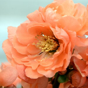 予約販売 木瓜 花大臣 9cmポット 開花予定株 ボケ 花苗 庭木 花木 mke 11月下旬以降発送