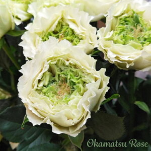 \̔ oc oVc MONSTER _i KN ΂ Yc [Y IWii 2way[Y oks 4{ȍ~